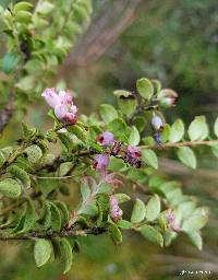 Vaccinium floribundum image