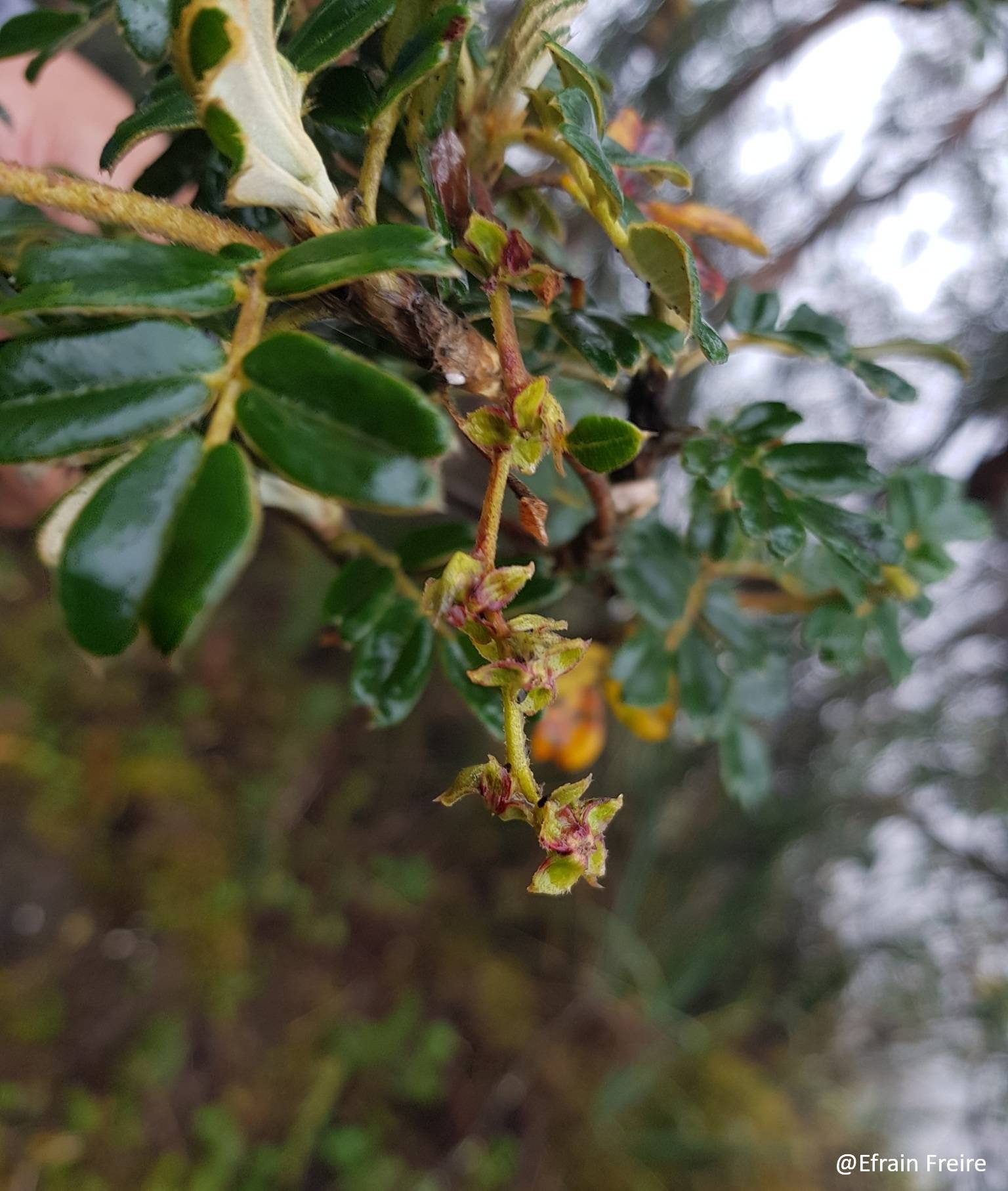 Polylepis reticulata image
