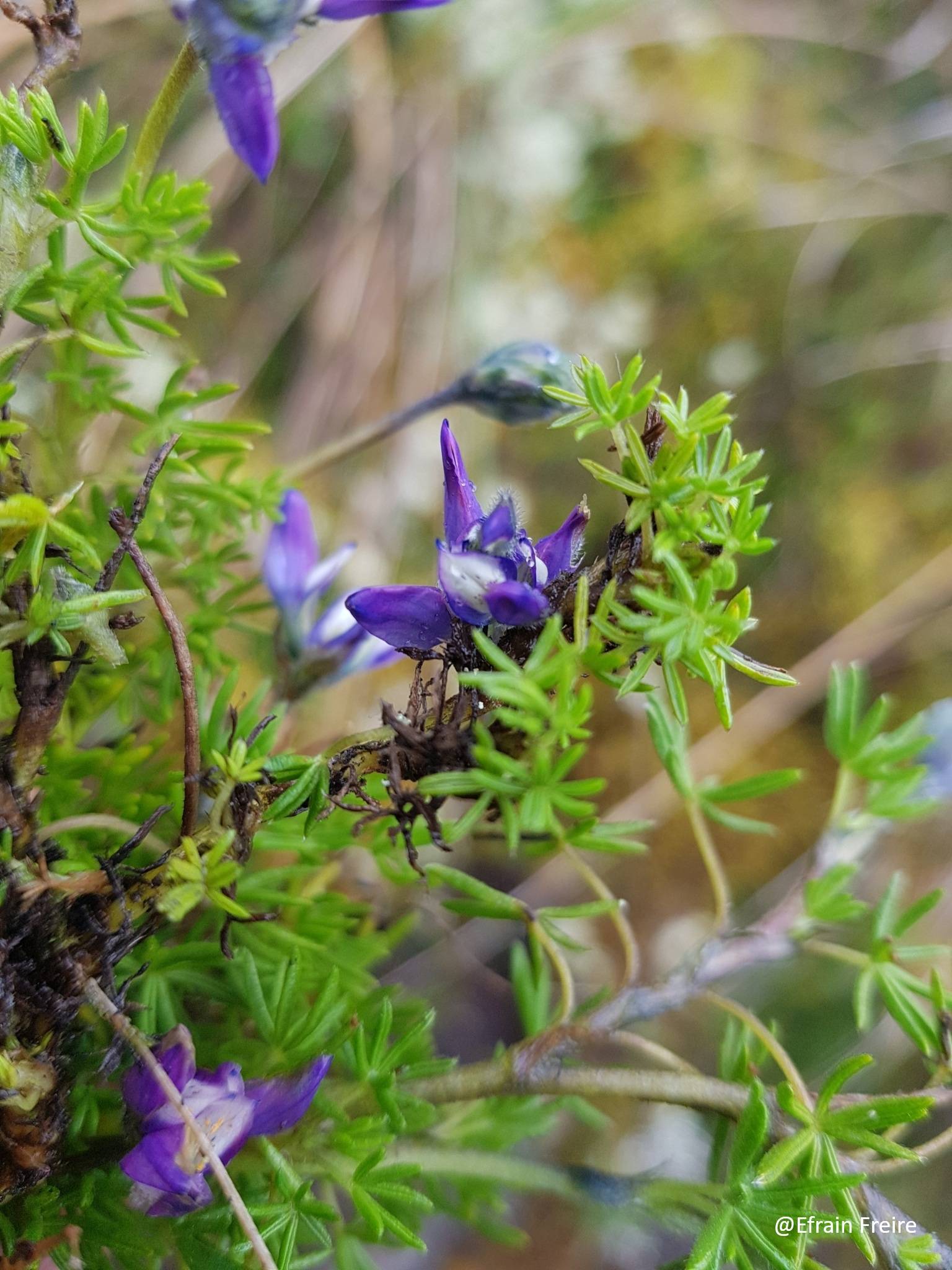 Lupinus microphyllus image