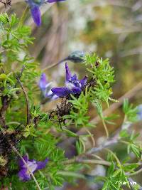 Image of Lupinus microphyllus