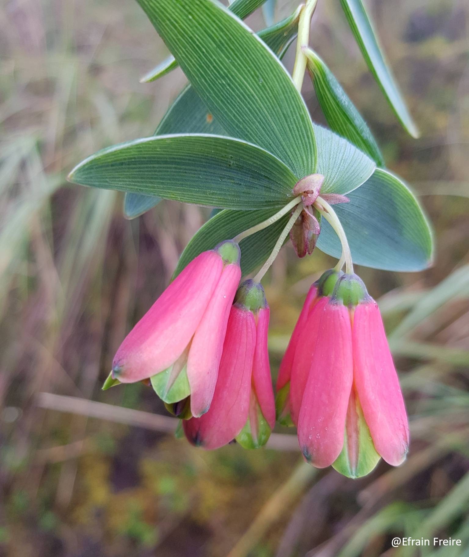 Bomarea glaucescens image