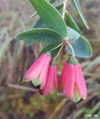 Image of Bomarea glaucescens
