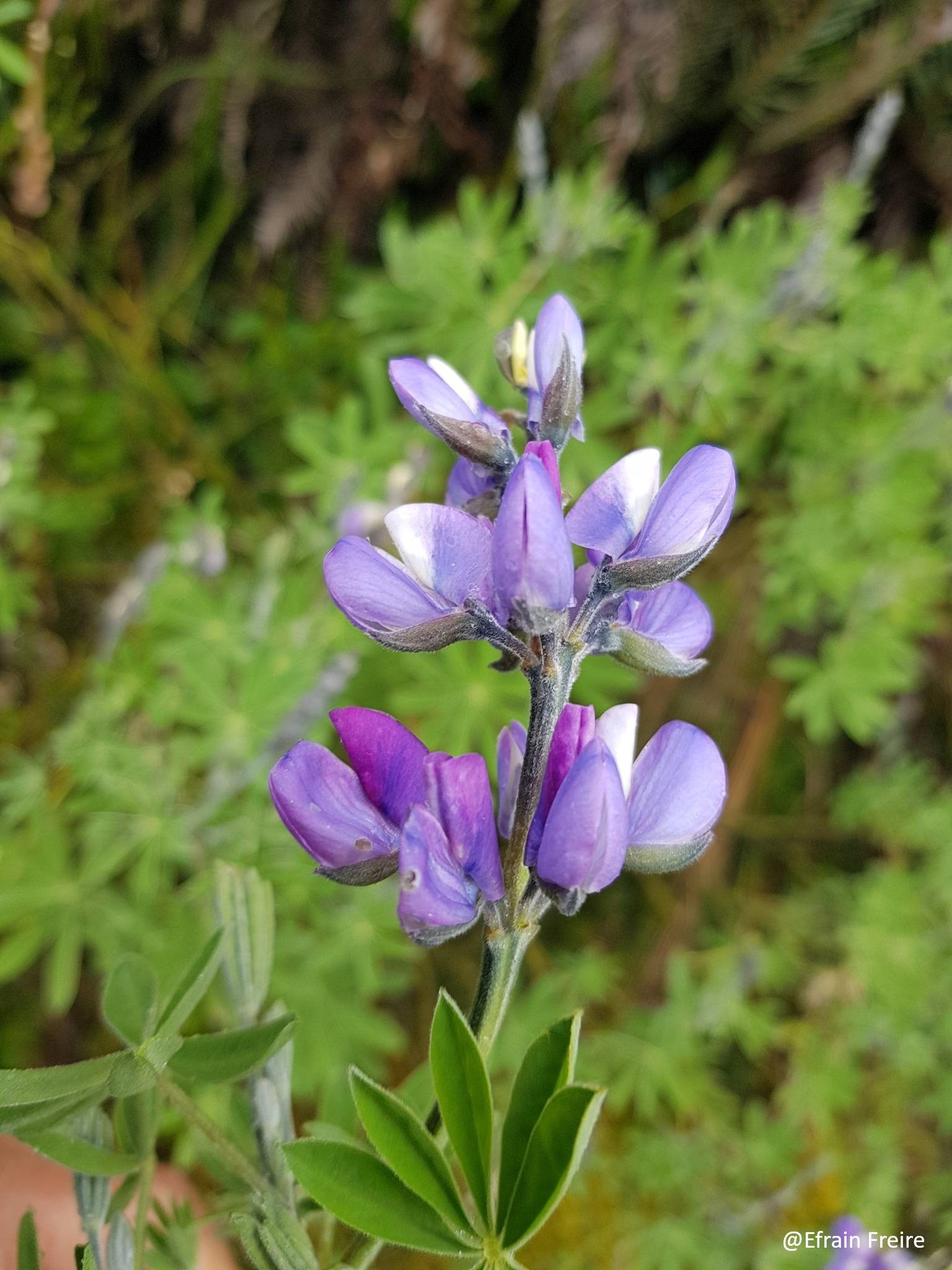 Lupinus pubescens image