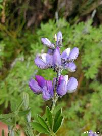 Image of Lupinus pubescens