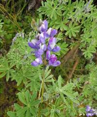 Lupinus pubescens image