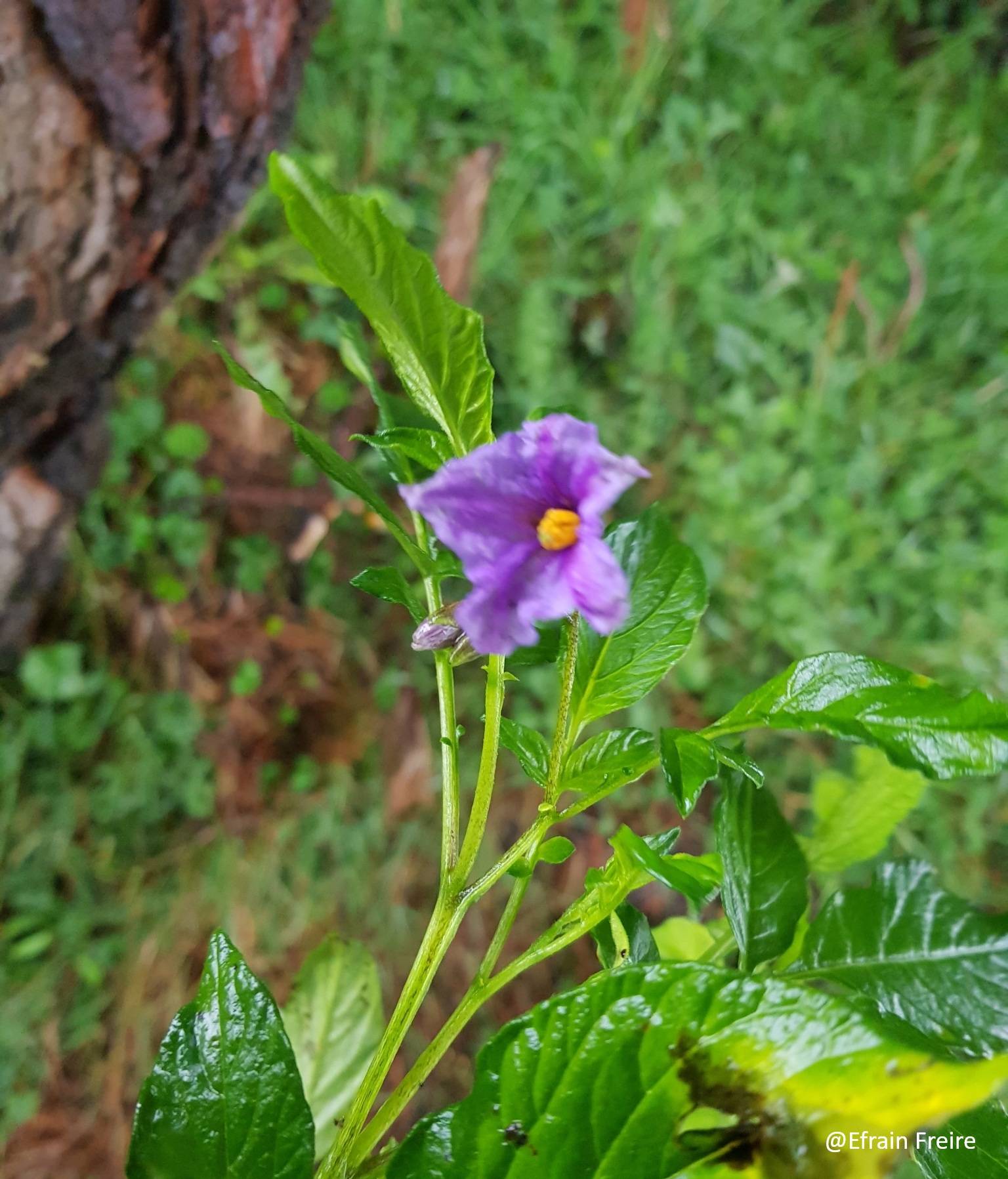 Solanum tuberosum image