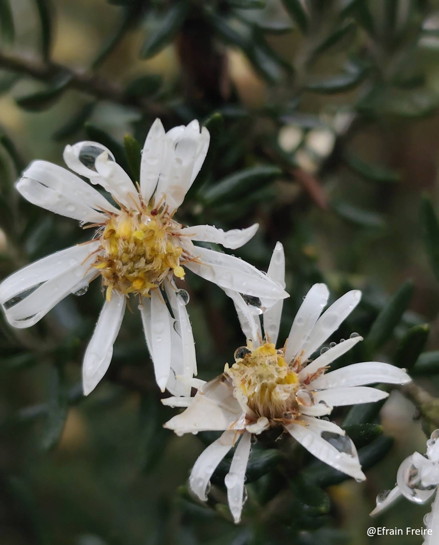 Diplostephium ericoides image