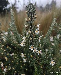 Diplostephium ericoides image