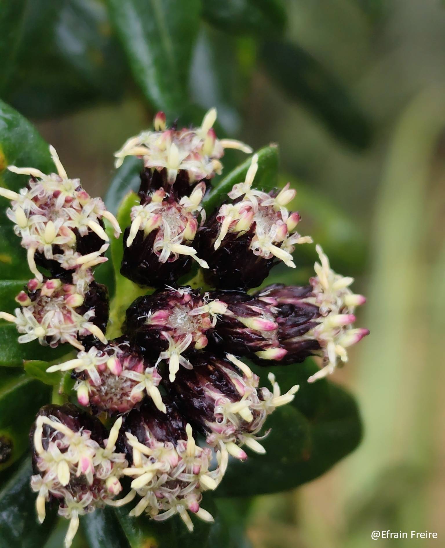 Baccharis image