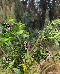 Baccharis macrantha image