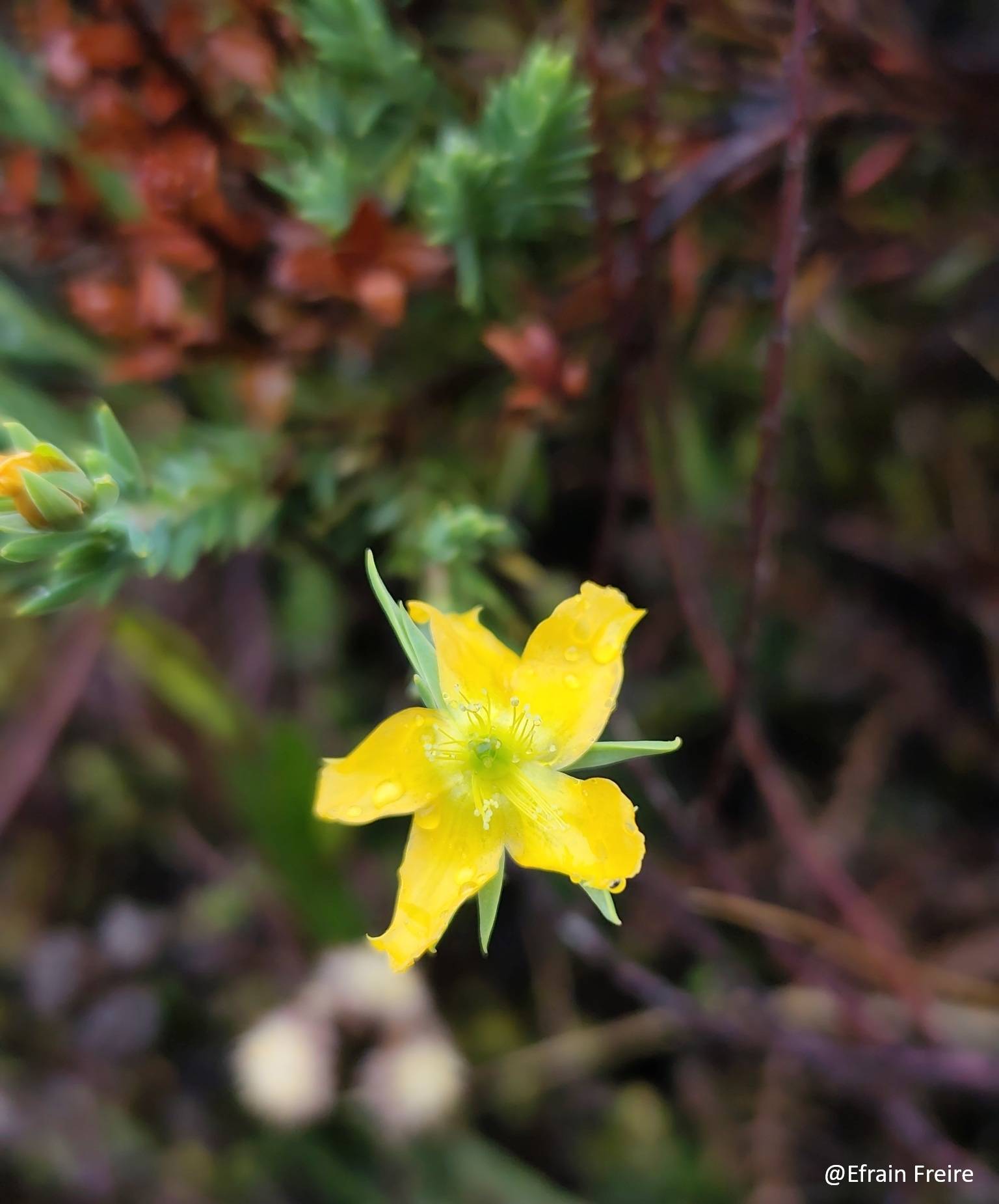 Hypericum lancioides image