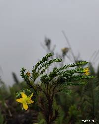 Hypericum lancioides image