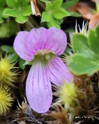 Image of Geranium sibbaldioides