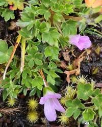 Geranium sibbaldioides image