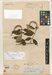 Gonzalagunia mollis image