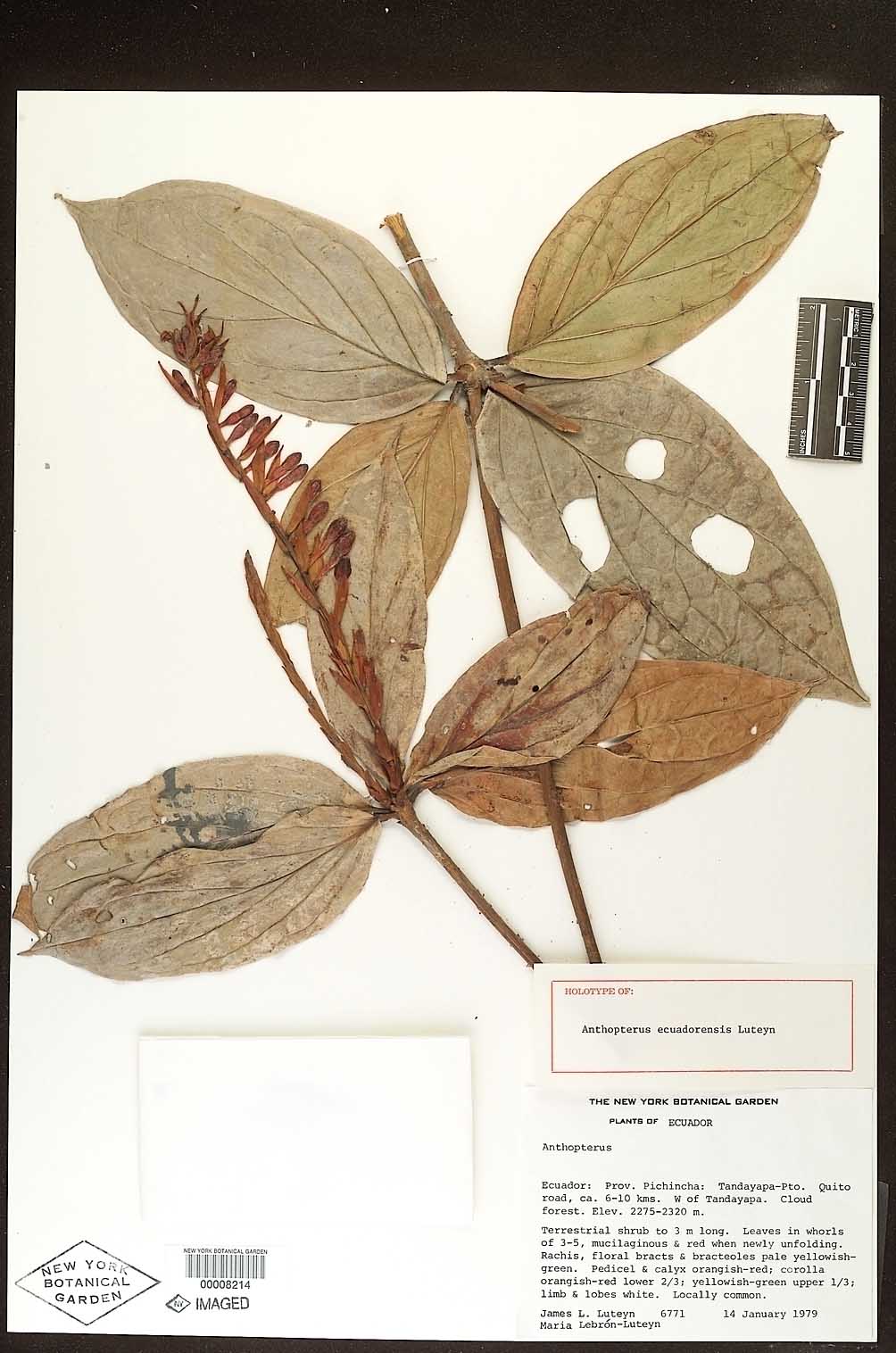 Anthopterus ecuadorensis image