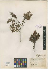 Vaccinium dasygynum image