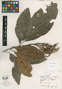 Allophylus dodsonii image