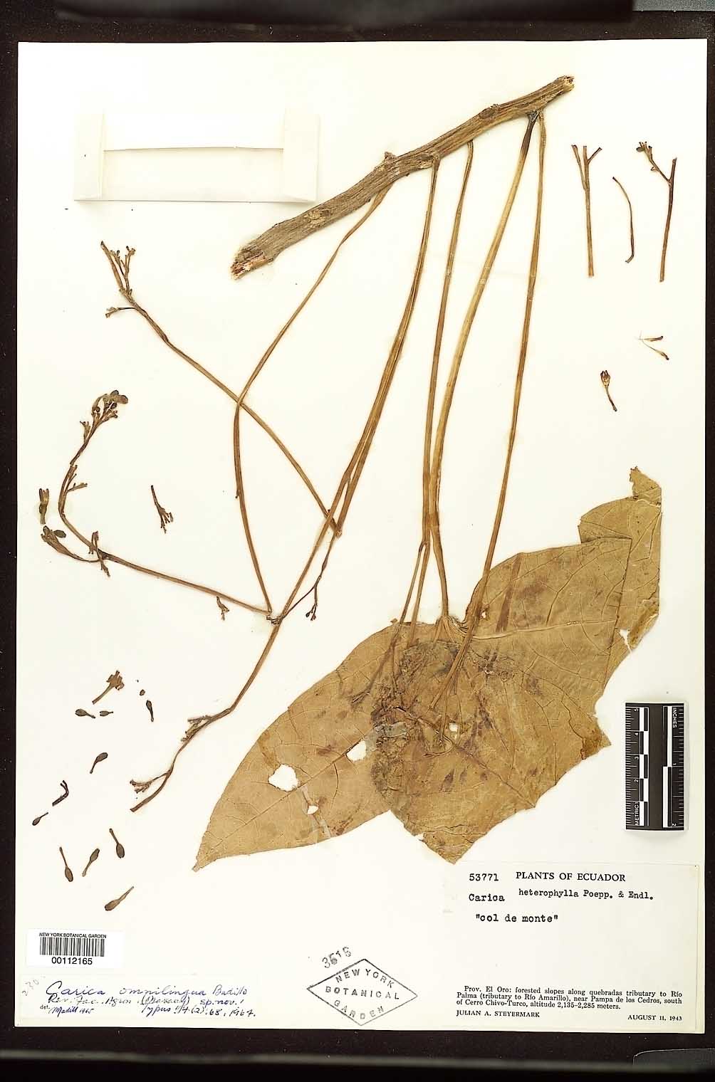 Carica omnilingua image