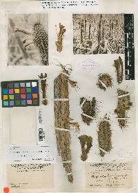 Borzicactus morleyanus image