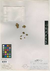 Citharexylum rimbachii image