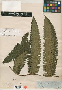 Hemitelia abitaguensis image