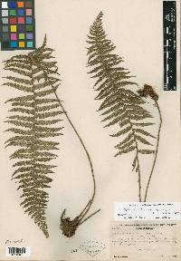 Thelypteris macra image