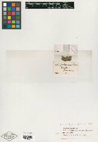 Asplenium pulicosum image