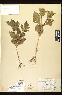 Acanthospermum simile image