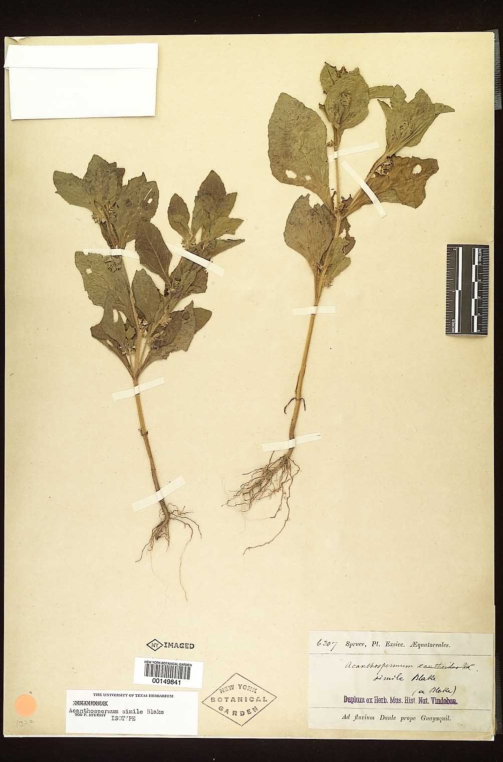 Acanthospermum image