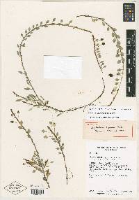Elaphoglossum bryogenes image