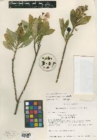 Solanum imbaburense image