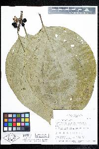 Image of Solanum cyclophyllum