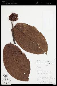 Simira cordifolia image