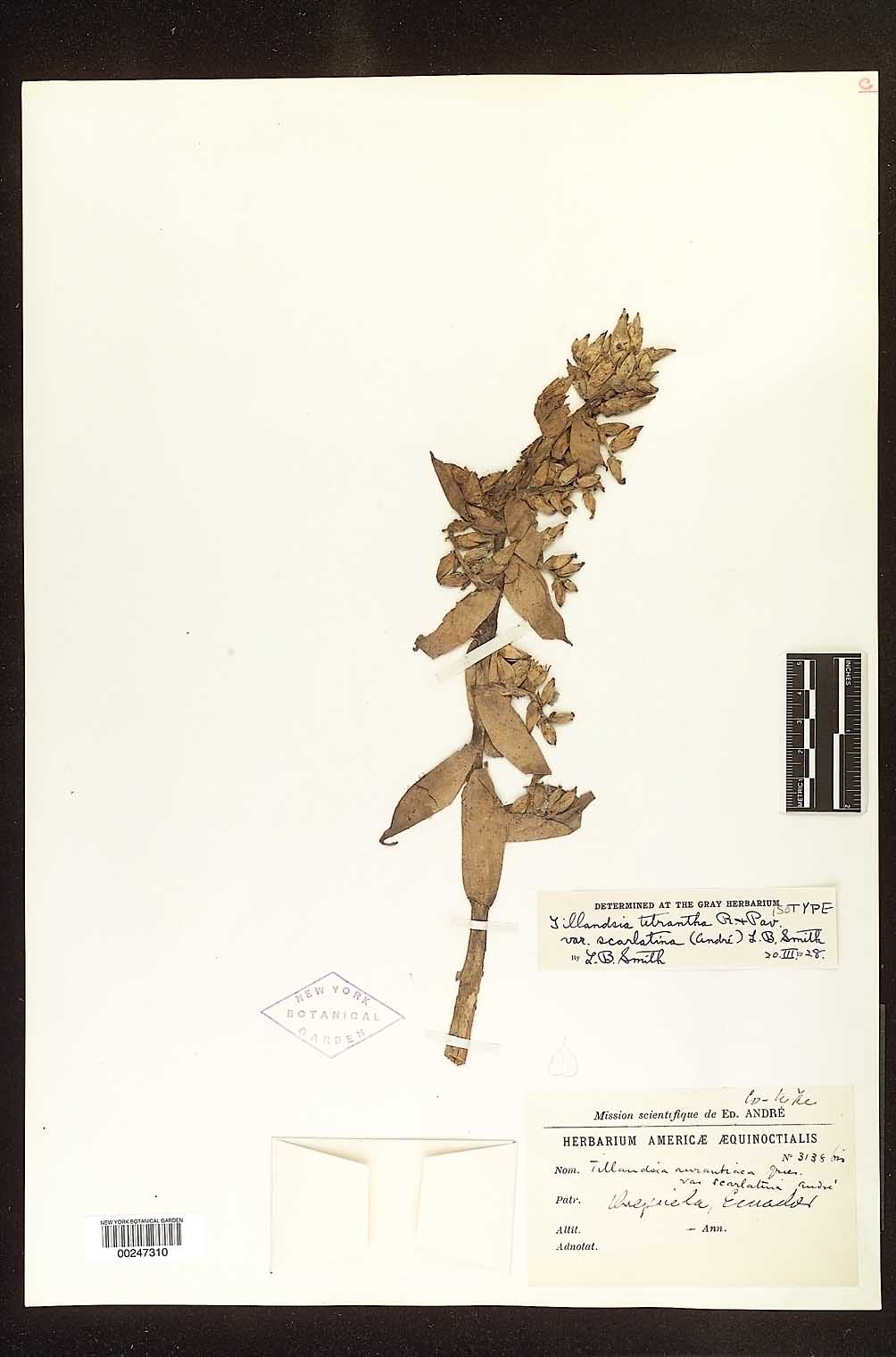 Tillandsia aurantiaca image