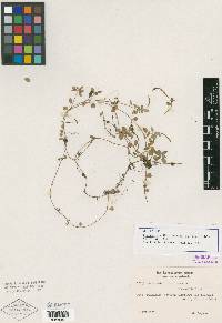 Peperomia erikii image