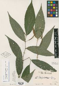 Piper falcispicum image