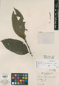 Piper falculispicum image