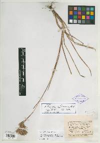 Andropogon benthamianus image