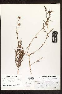 Image of Tridax angustifolia