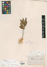 Bomarea podopetala image