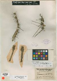 Lemaireocereus cartwrightianus image