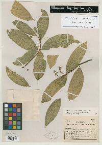 Daphnopsis loranthifolia image