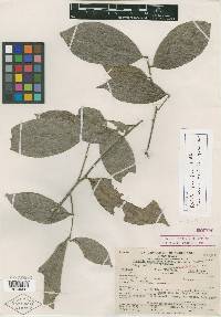 Hirtella pauciflora image