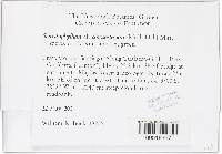 Sematophyllum chrysostegum image