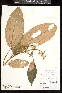 Miconia serrulata image