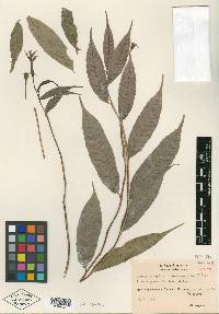 Burmeistera huacamayensis image