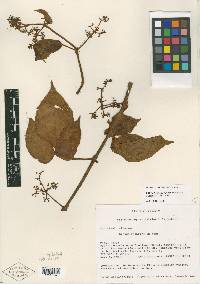 Cissus flavifolia image