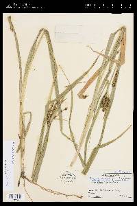 Carex setigluma image