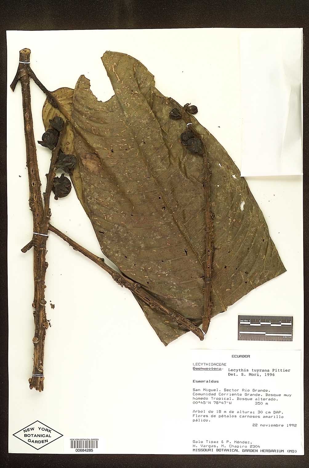 Eschweilera awaensis image